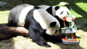 Pandabären im Sieben Sterne Park